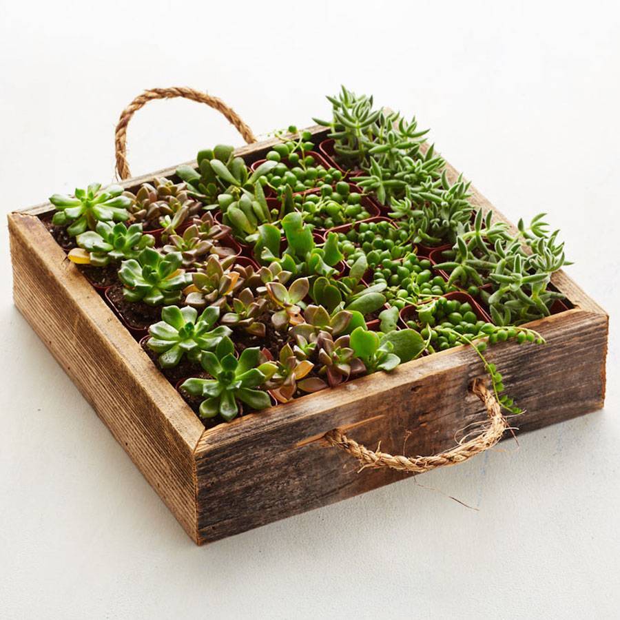 Reclaimed Wood Succulent Garden Tray