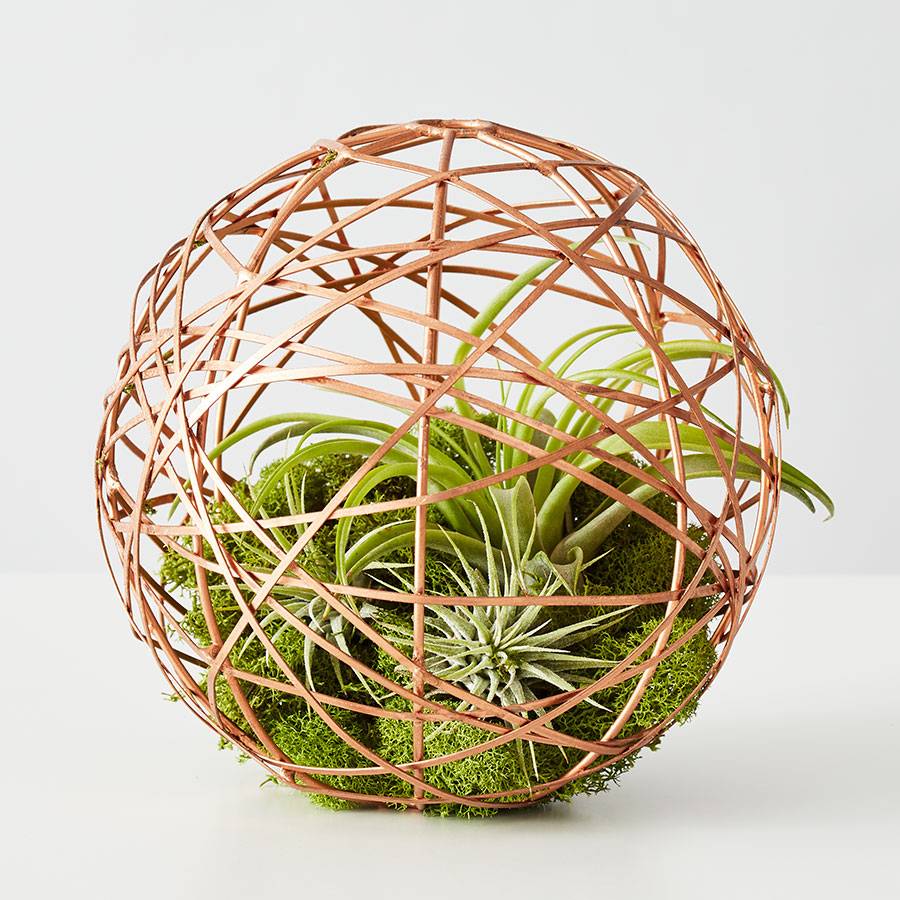 Geometric Ball Air Plant