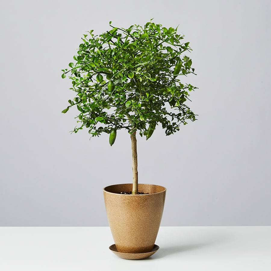 Finger Lime Tree