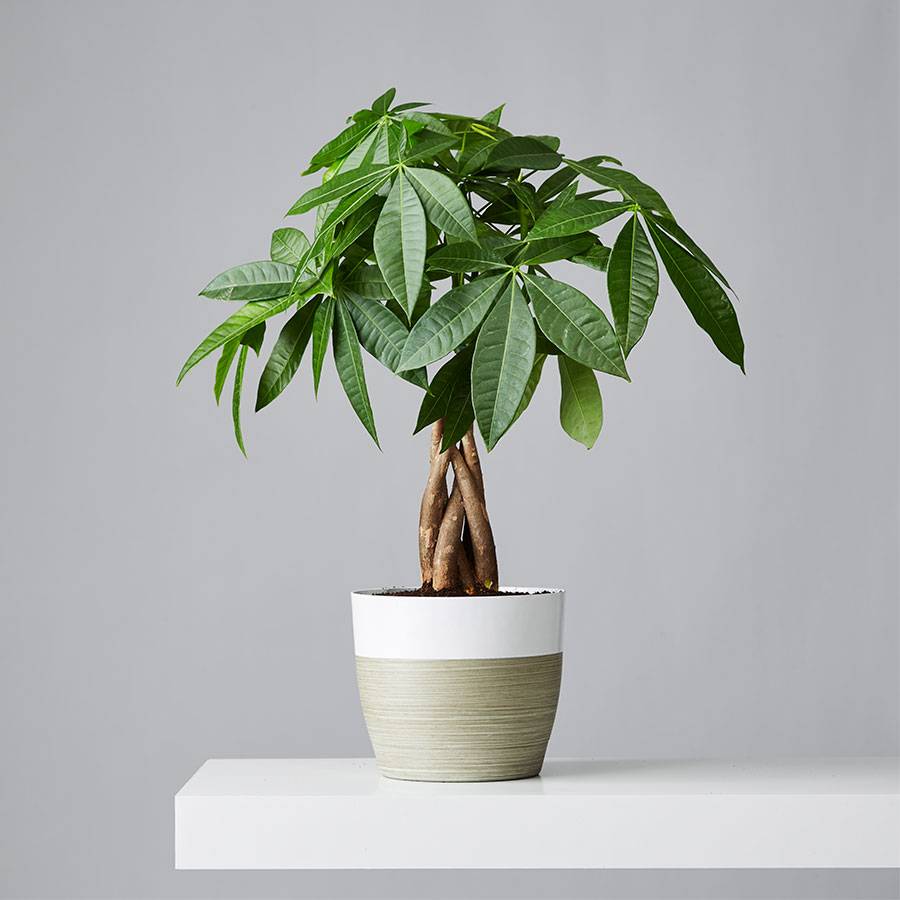 Buy Potted Money Tree Plant