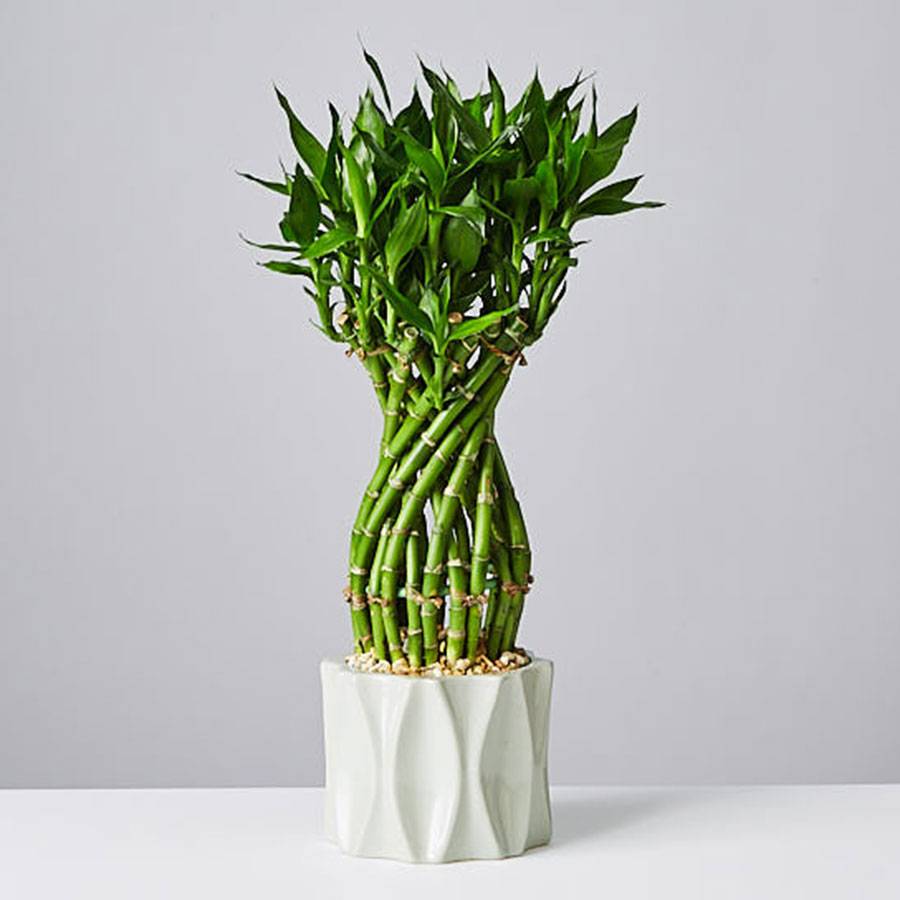 Flower Lucky Bamboo Plant