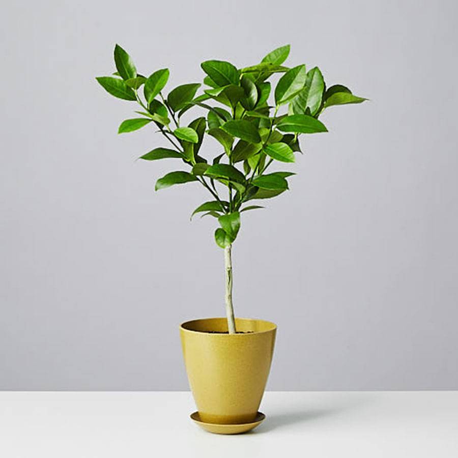 Meyer Lemon Tree