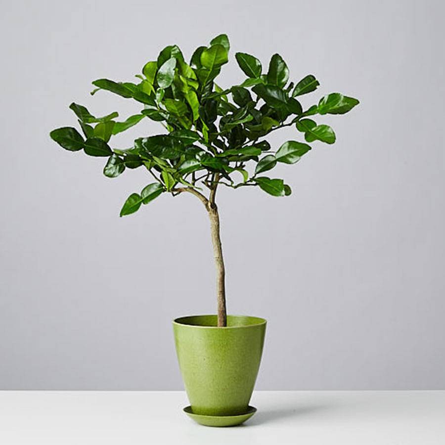 Kaffir Lime Tree