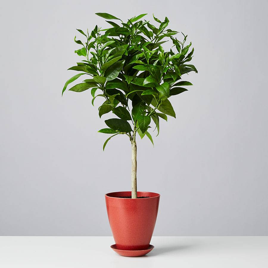 Moro Blood Orange Tree