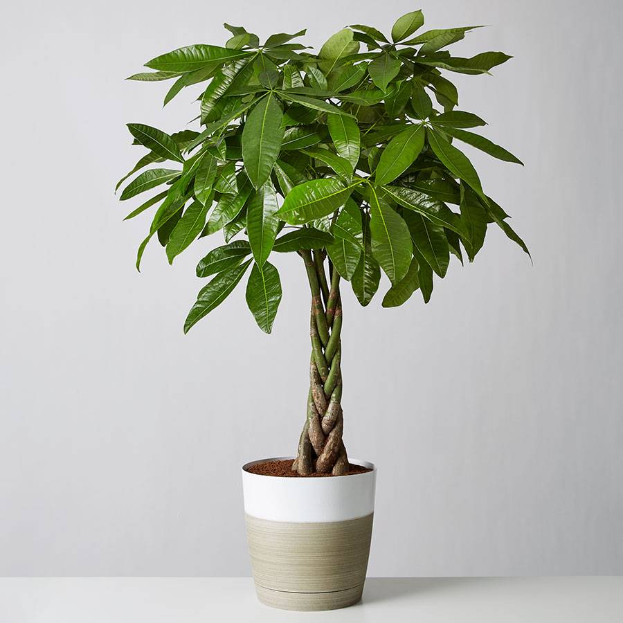 Money Tree Floor Plant