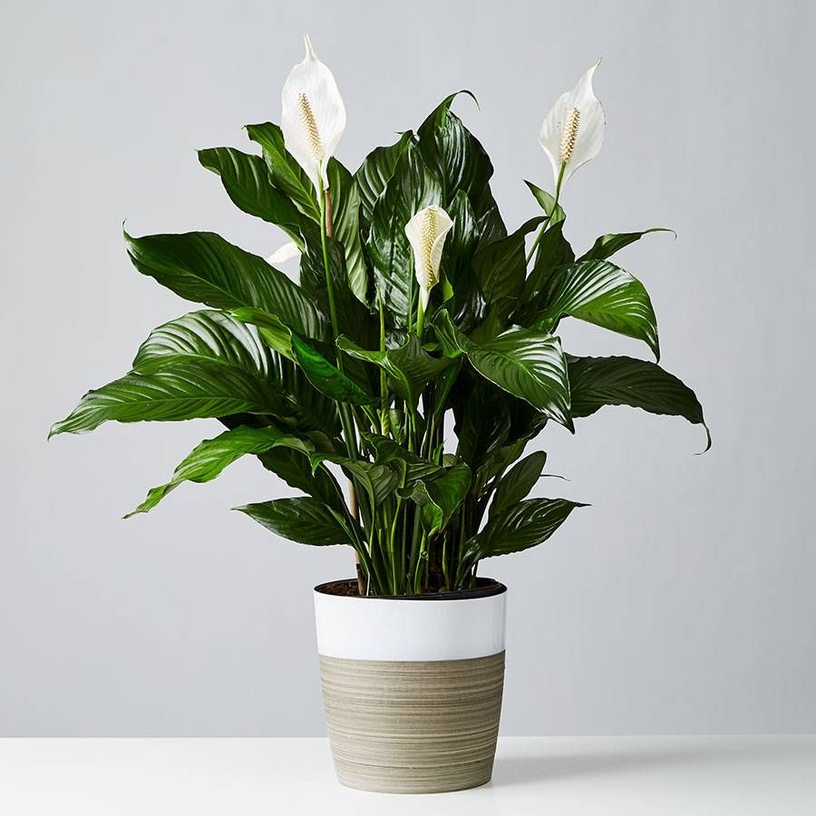Peace Lily Floor Plant