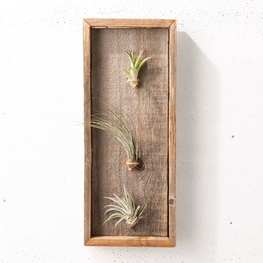Air Plant Gallery Accents