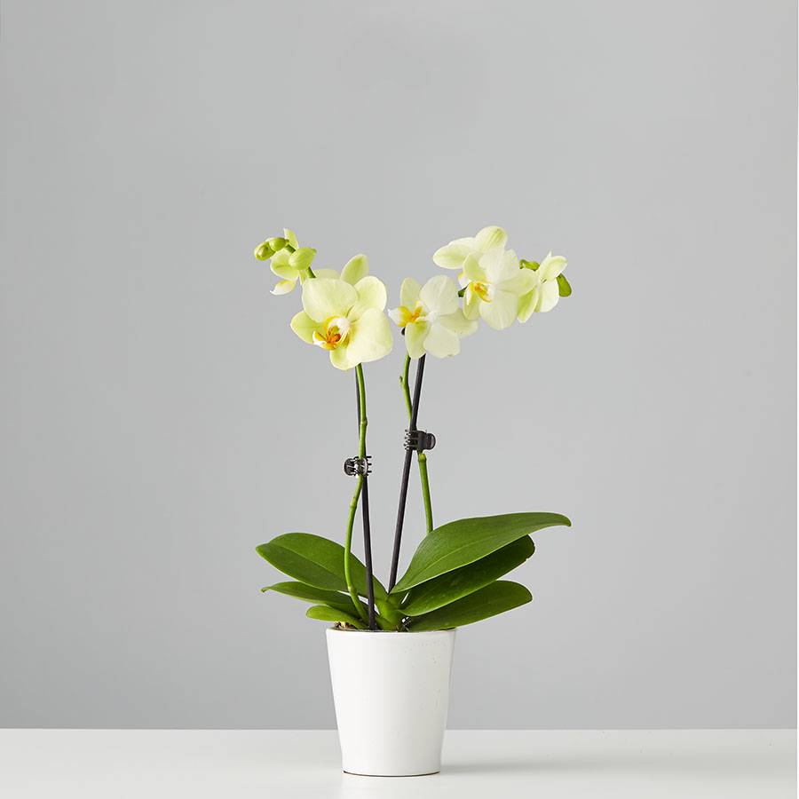 Small Phalaenopsis Orchid: Yellow