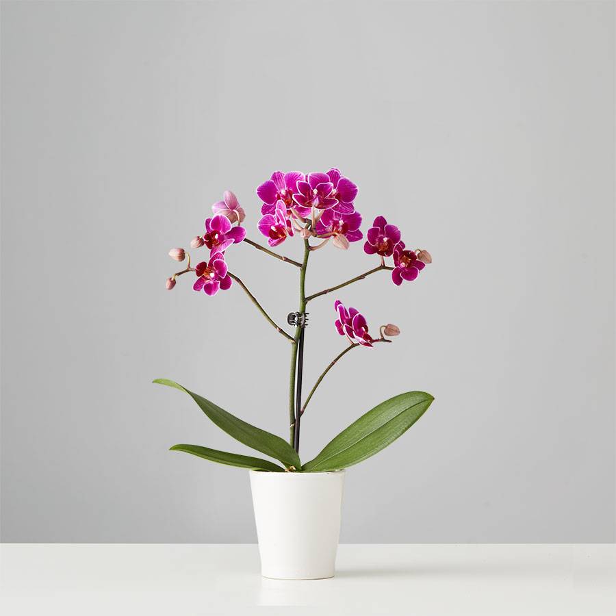 Small Phalaenopsis Orchid: Purple