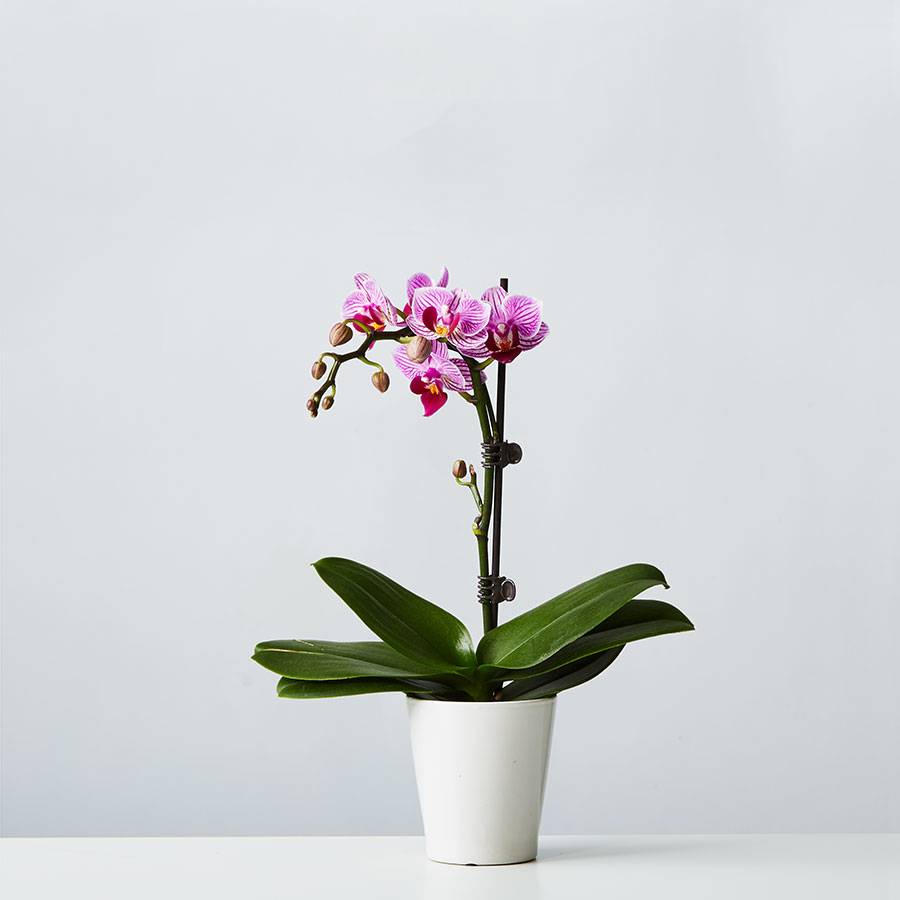 Small Phalaenopsis Orchid: Pink