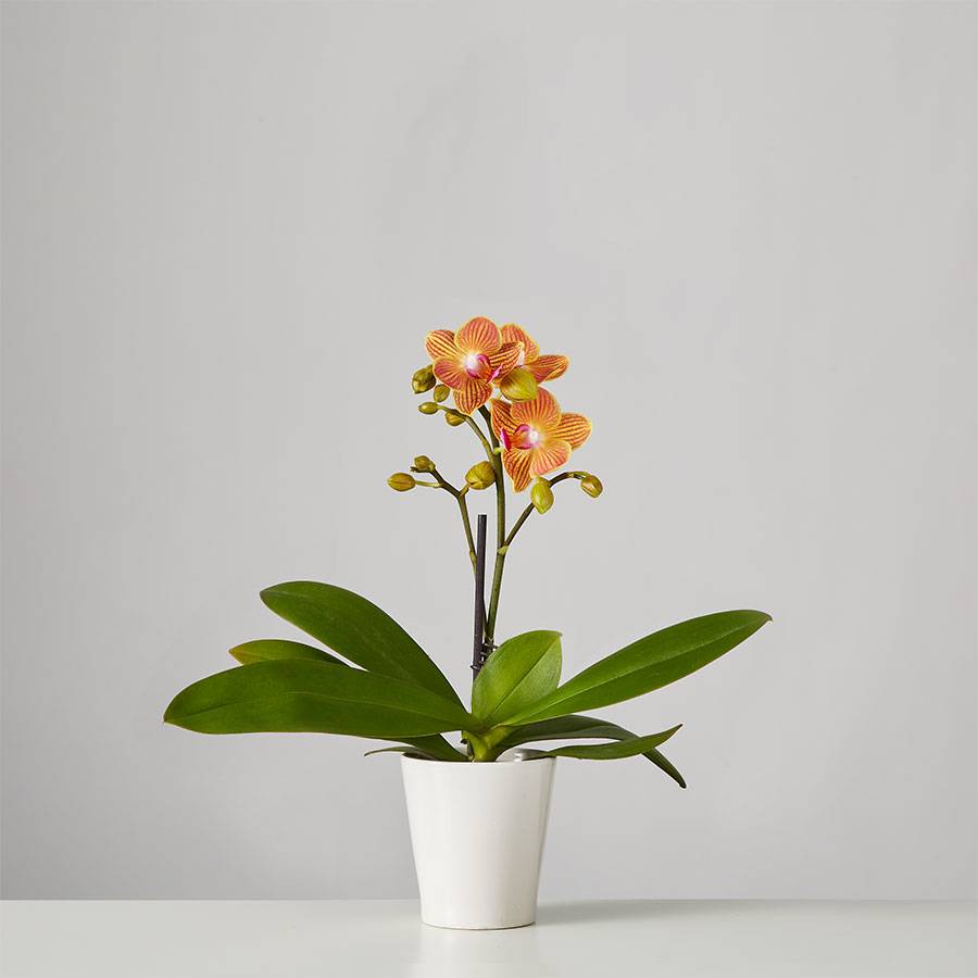 Small Phalaenopsis Orchid: Orange