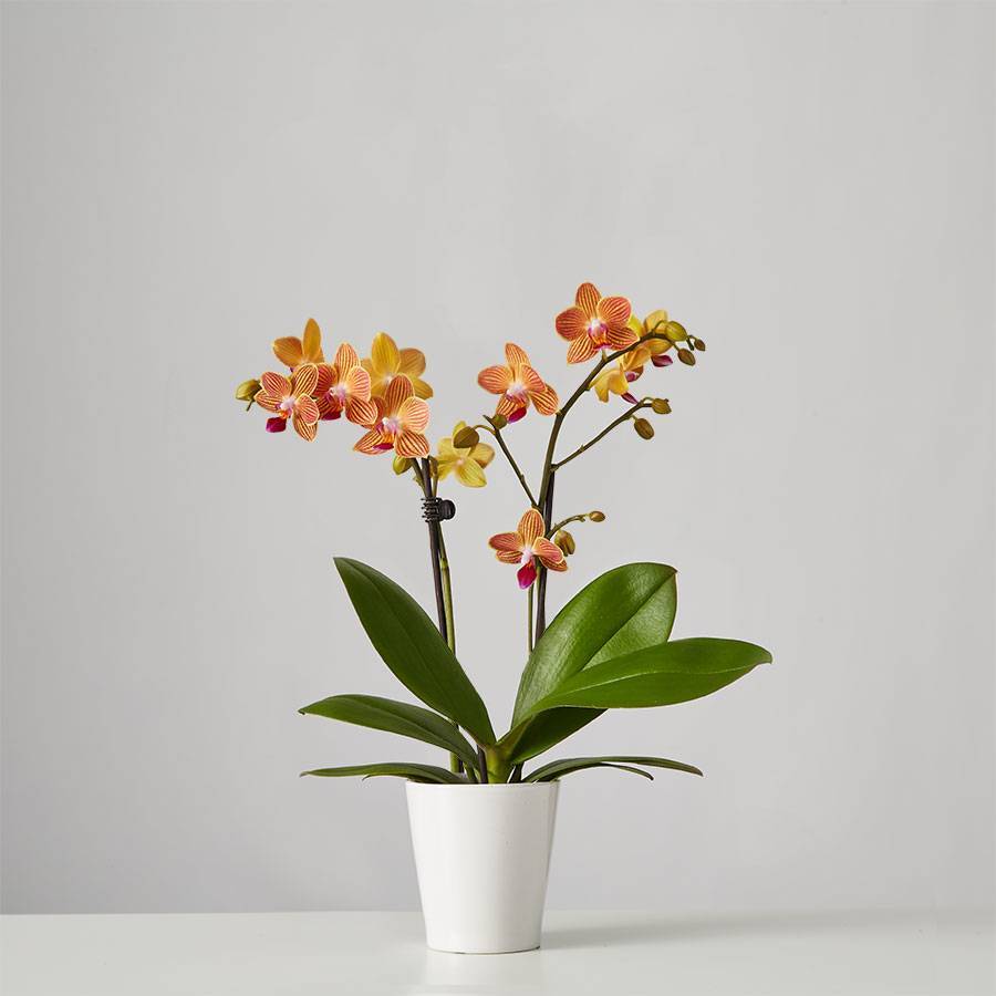 Small Phalaenopsis Orchid: Orange