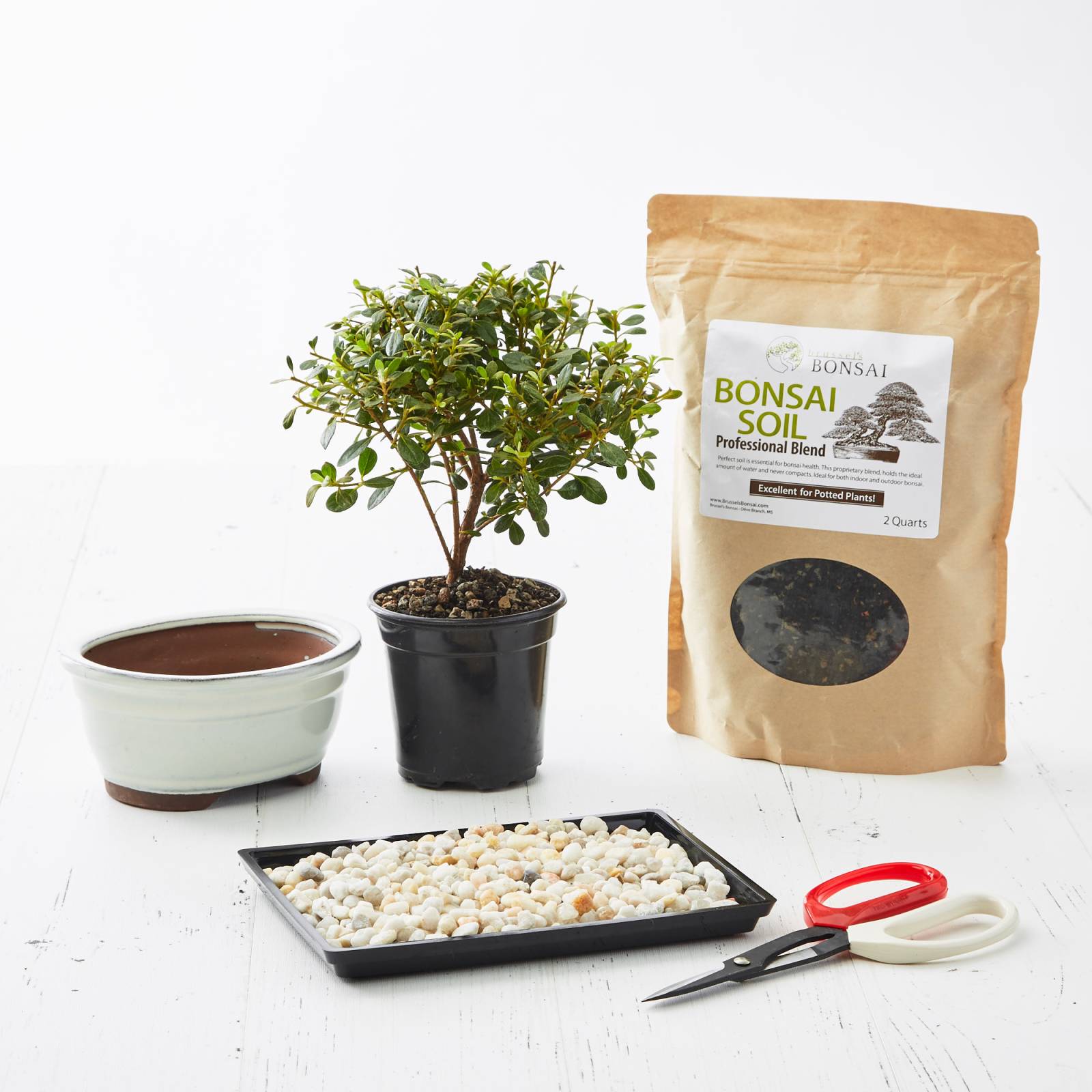 DIY Bonsai Kit