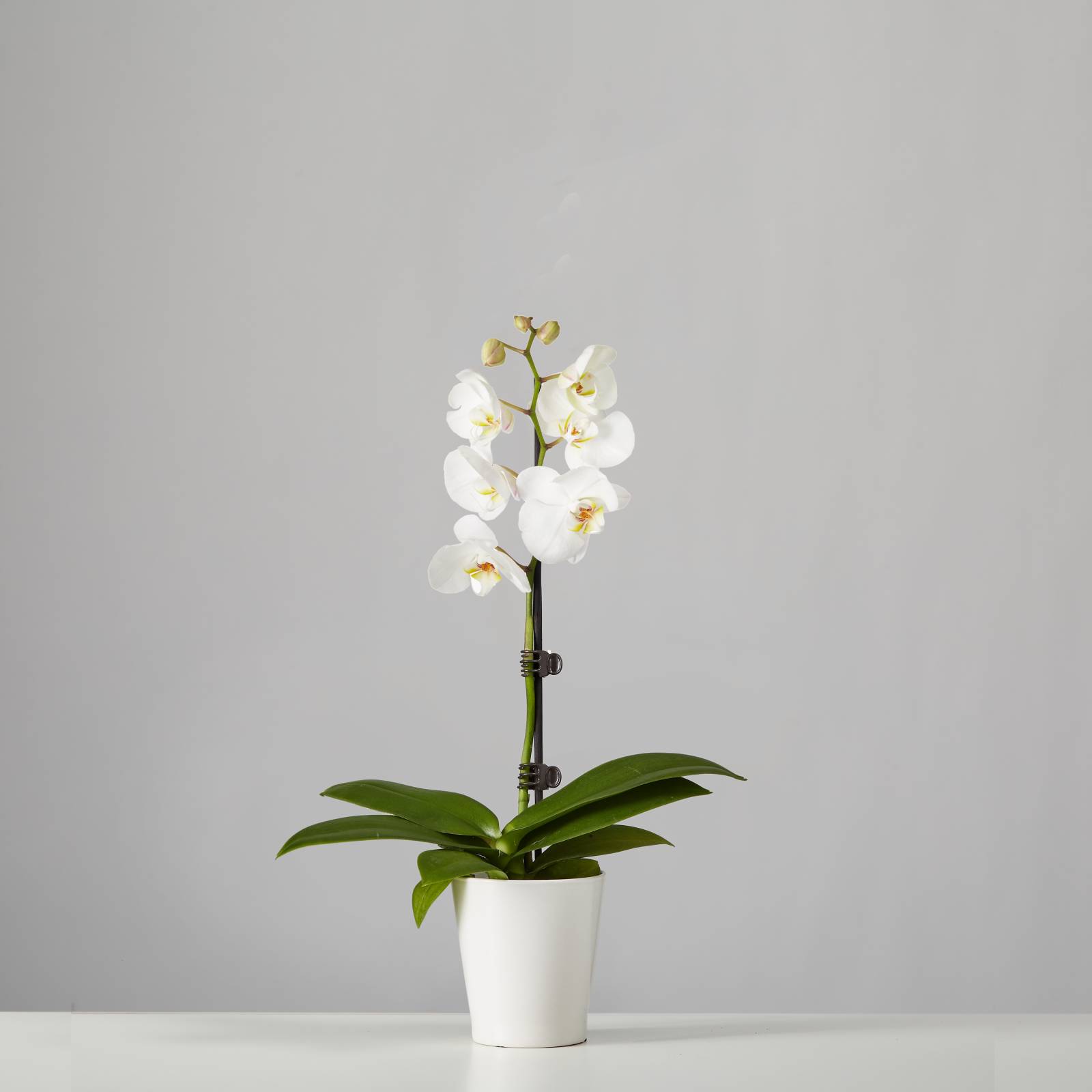 Small Phalaenopsis Orchid: White