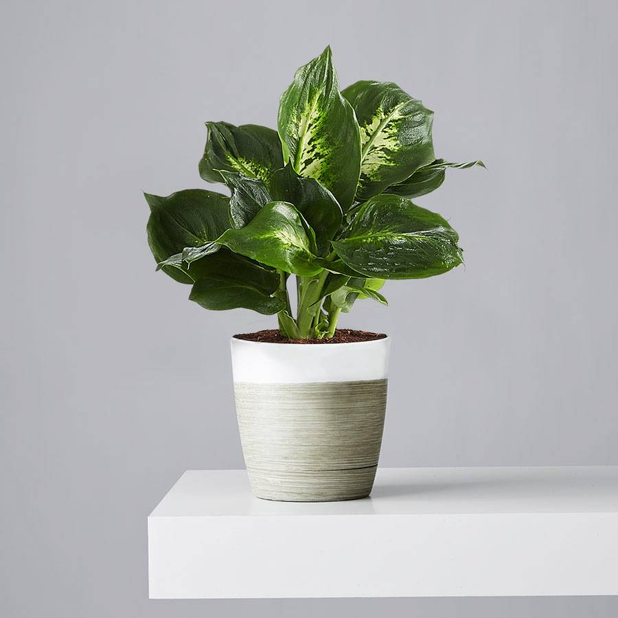Dieffenbachia Plant (Dumb Cane)
