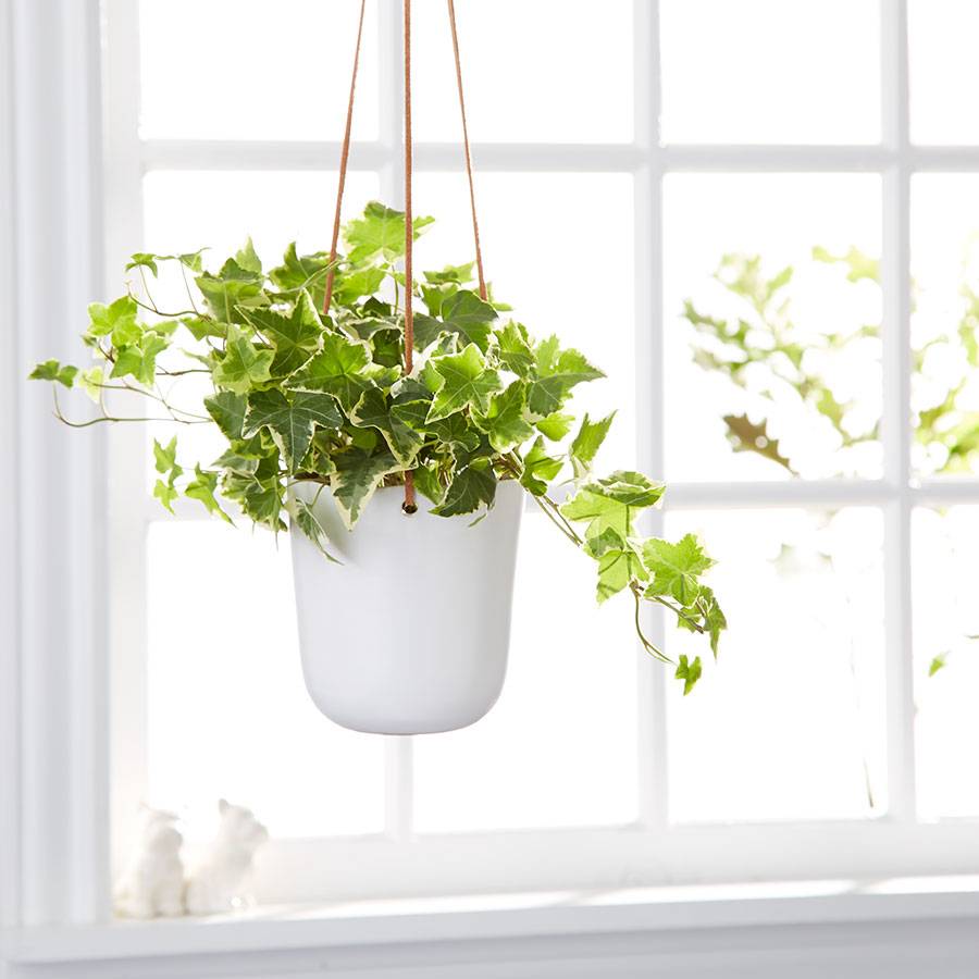 English Ivy Hanging Plant