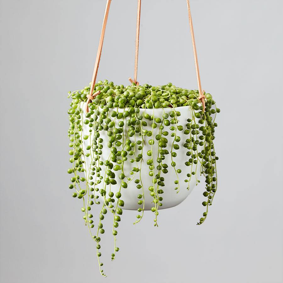 String of Pearls Succulent Plant