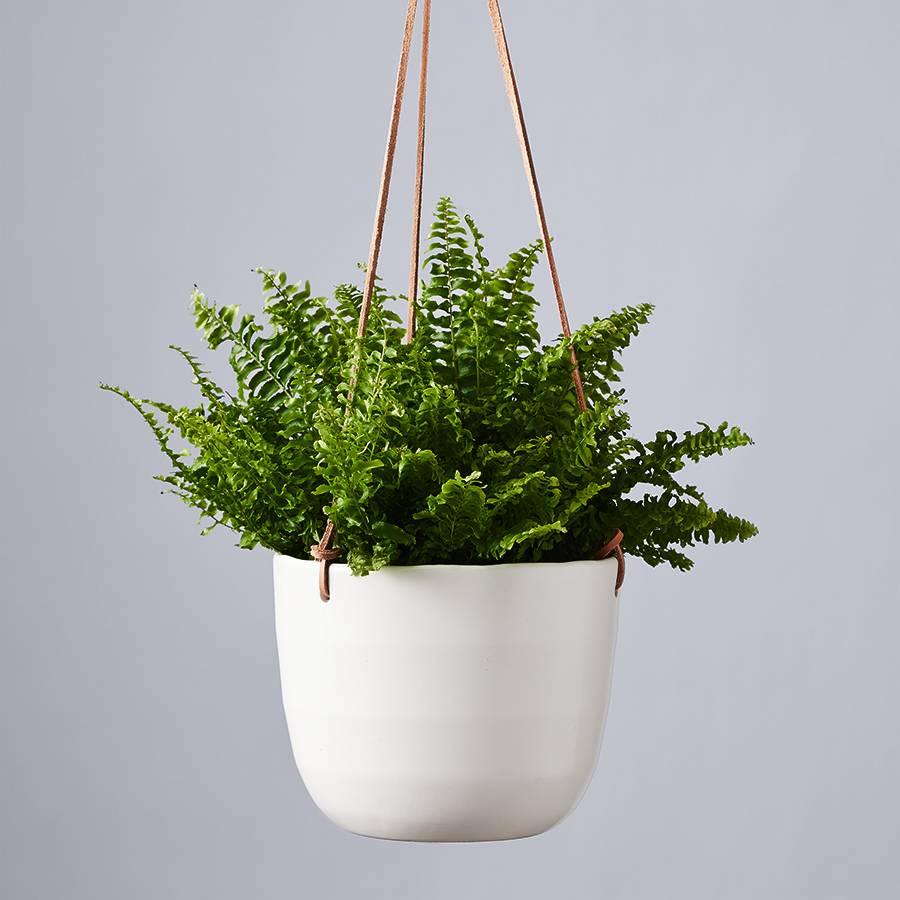 Boston Fern Hanging Plant