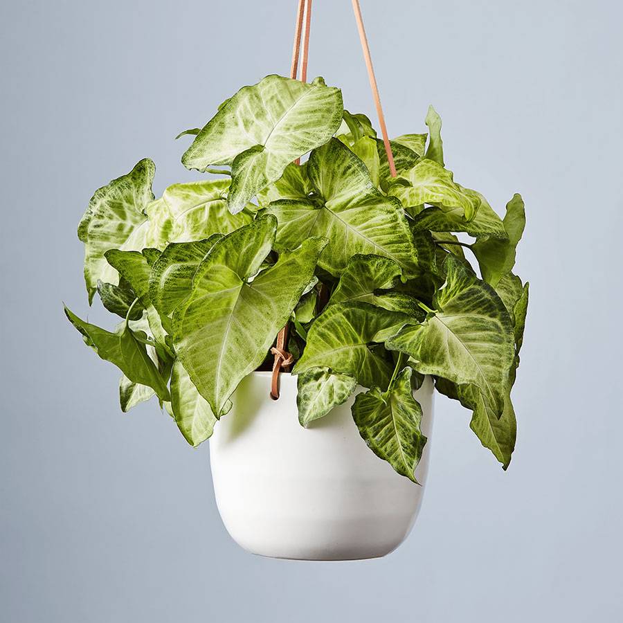Arrowhead Hanging Plant (Syngonium)