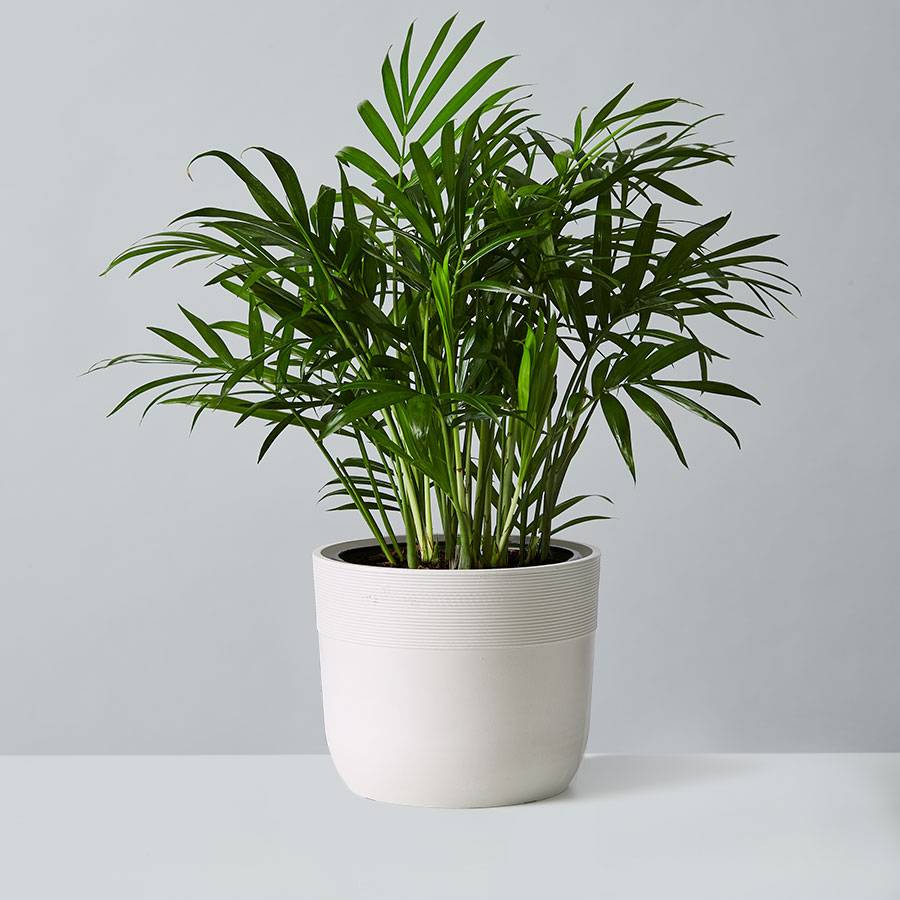 Parlor Palm Plant (Neanthe Bella Palm)