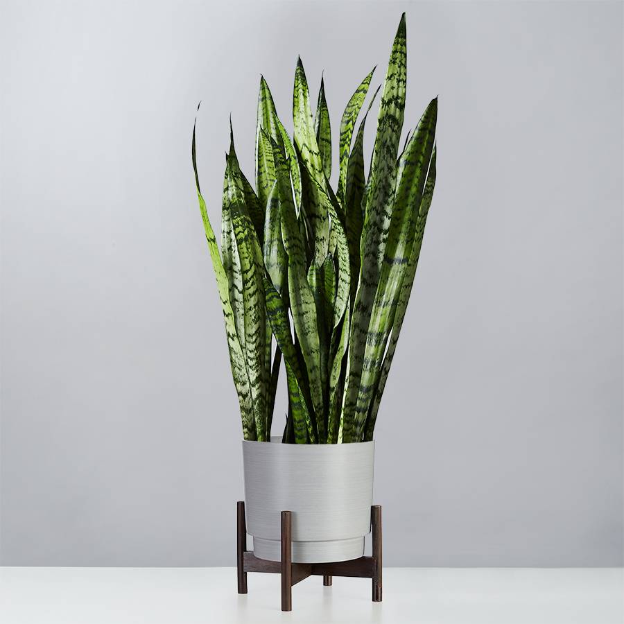 Snake Plant (Sansevieria)