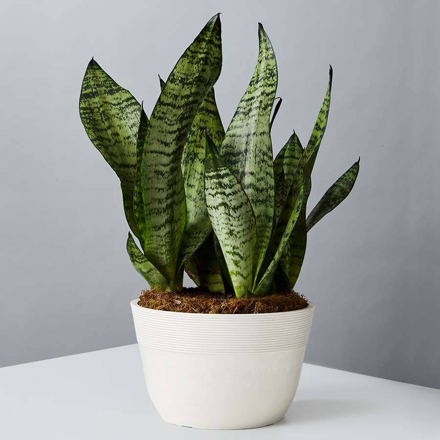 Snake Plants Care
