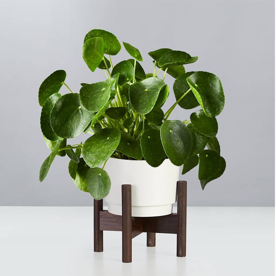 Pilea Peperomioides Plant