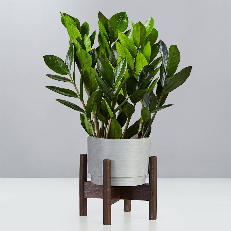 ZZ Plant (Zamioculcas Zamiifolia)