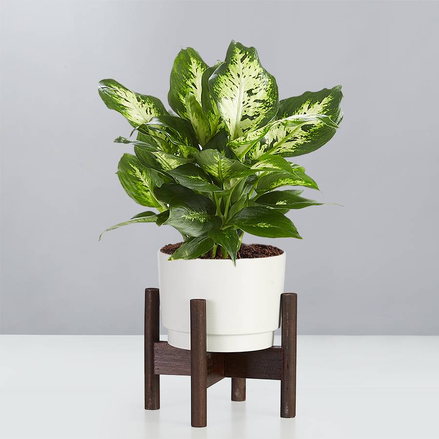 Dieffenbachia Plant (Dumb Cane)