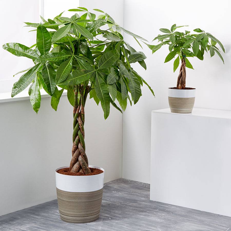 Money Tree Floor Plant