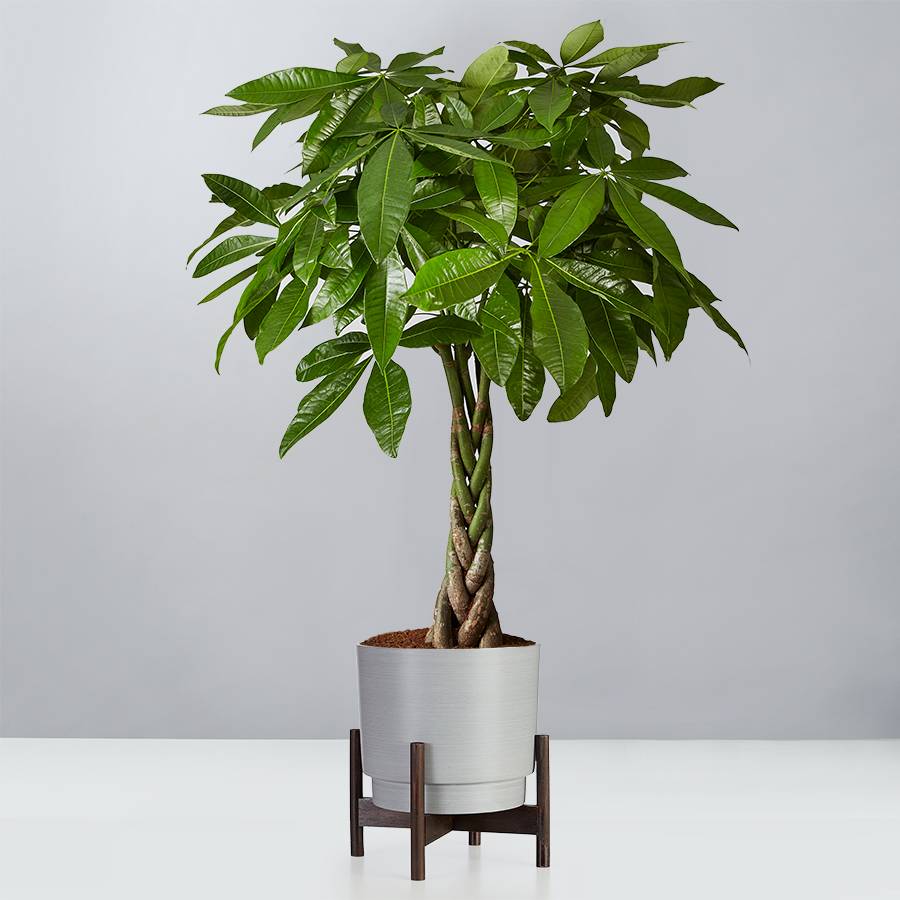 Buy Potted Money Tree Plant