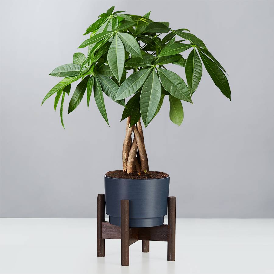 Is Money Tree Plant Safe For Dogs