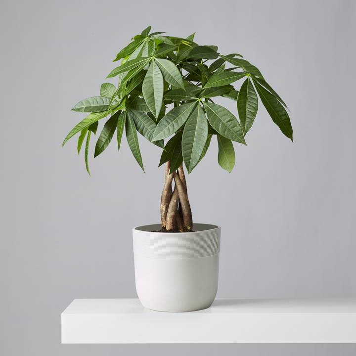 plants.com | Money Tree Plant