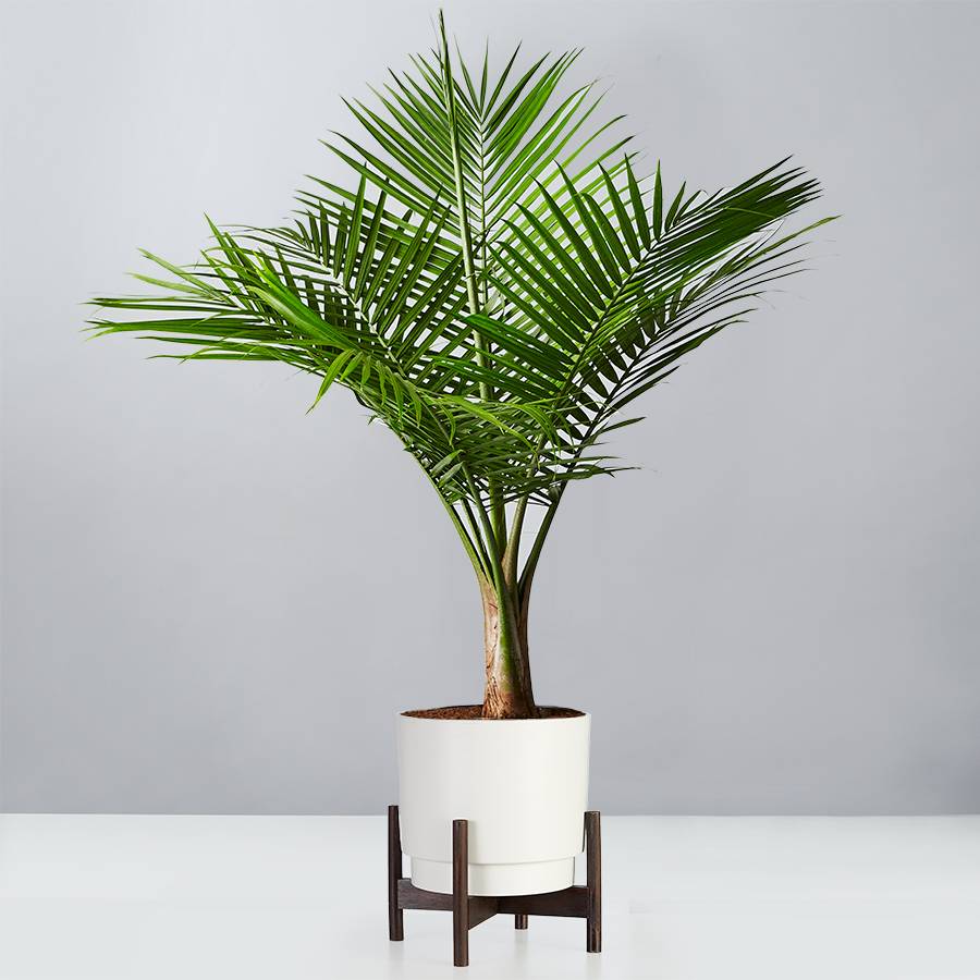 Majesty Palm Floor Plant
