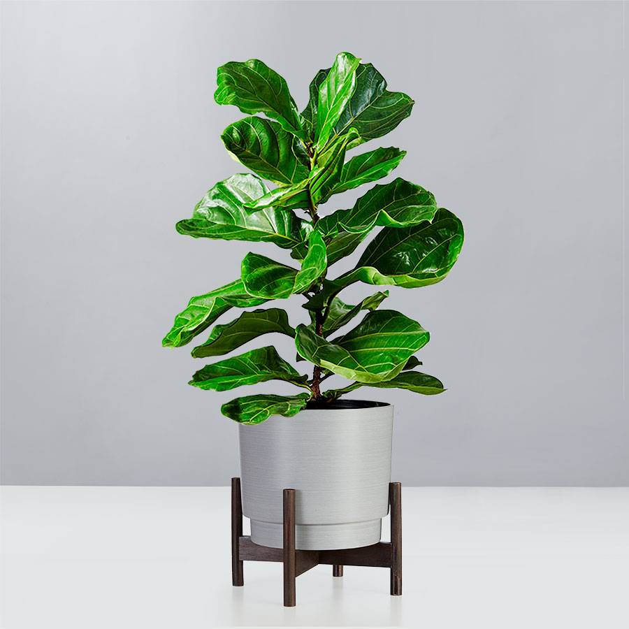 Fiddle Leaf Fig Floor Plant