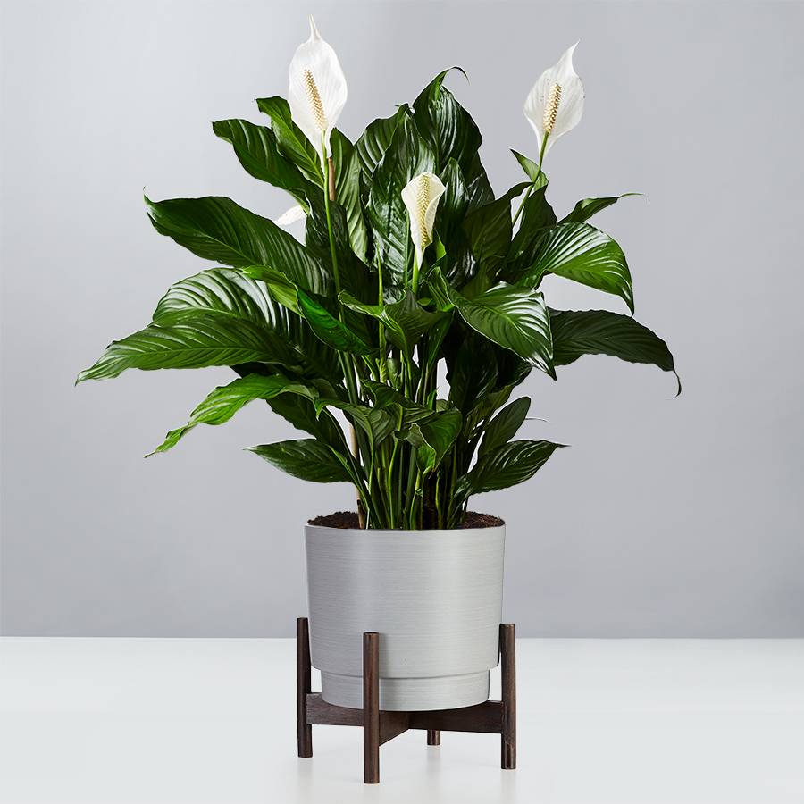 Peace Lily Delivery with Plants.com