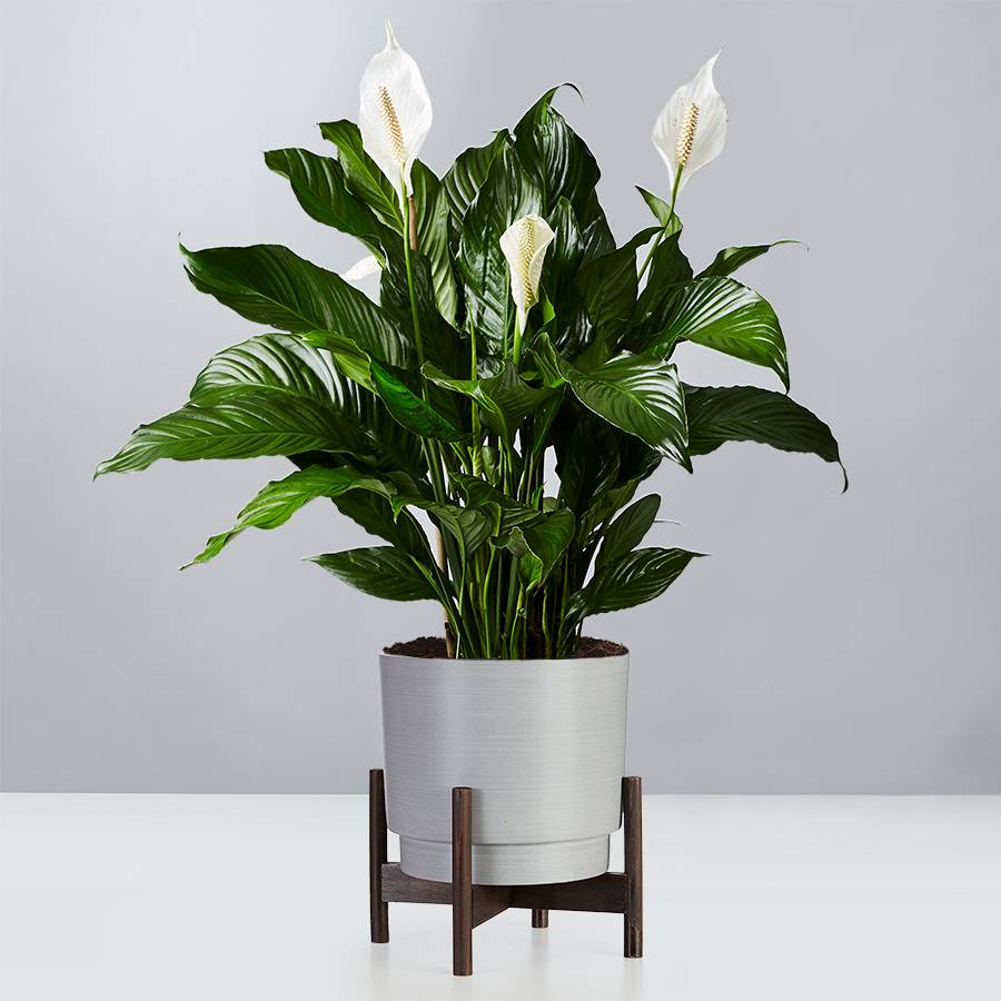 Peace Lily Floor Plant