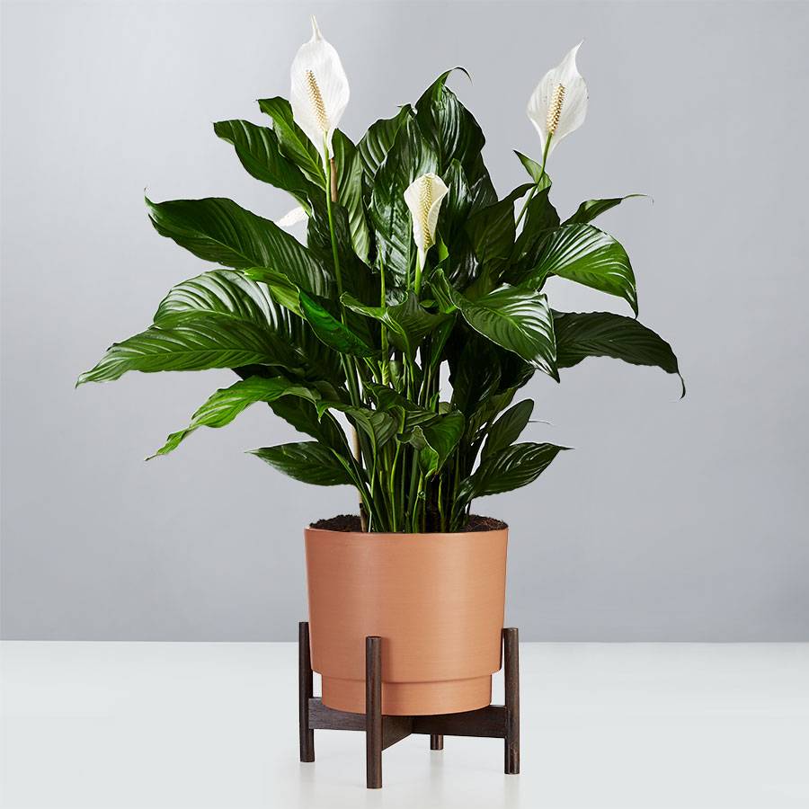 Peace Lily Floor Plant Spathiphyllum