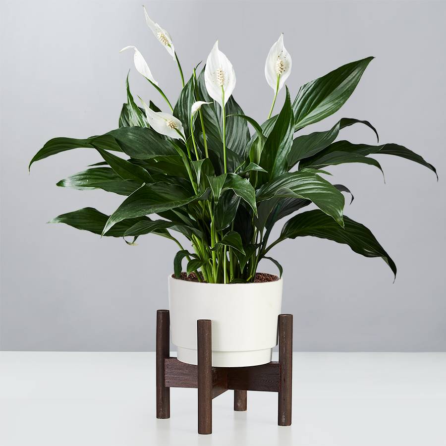 Peace Lily Plant (Spathiphyllum) | Plants.com