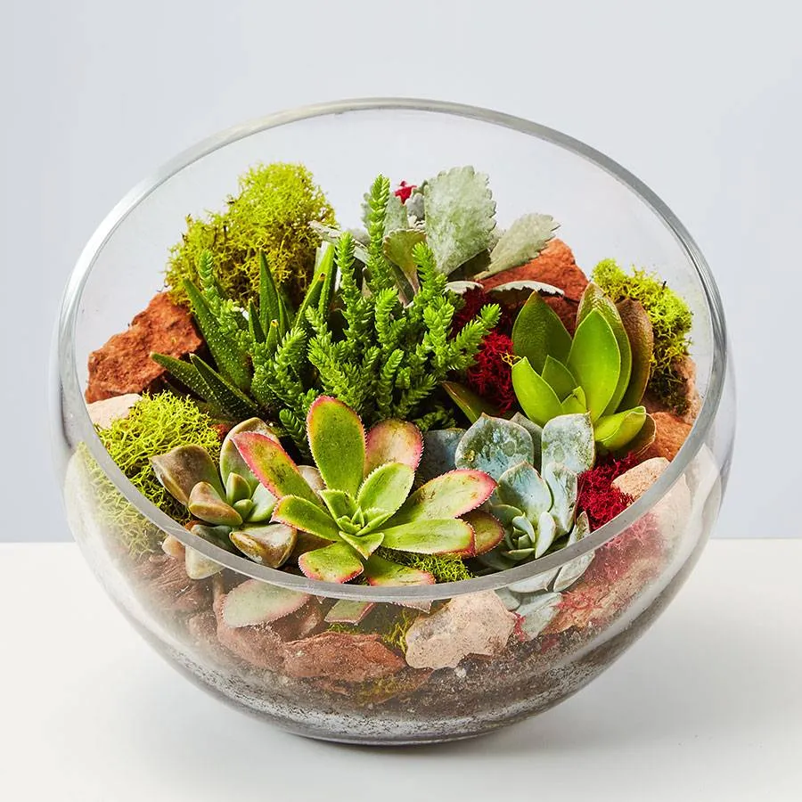 succulent terrarium in a glass bowl. 