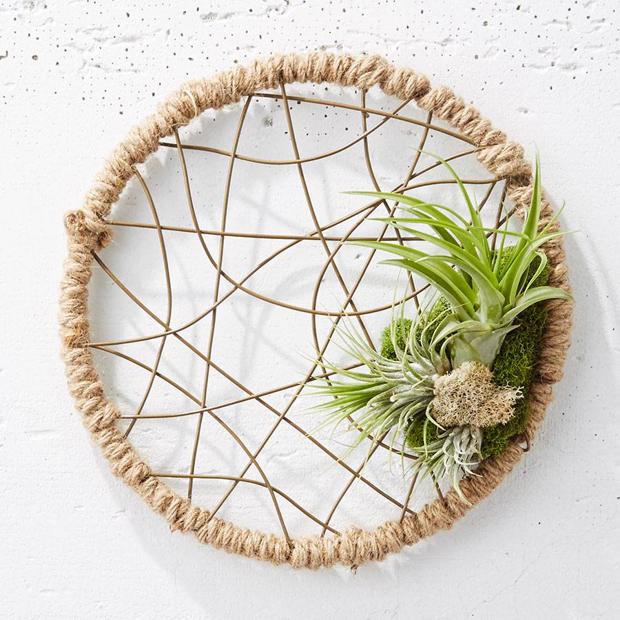 Dreamcatcher Air Plant