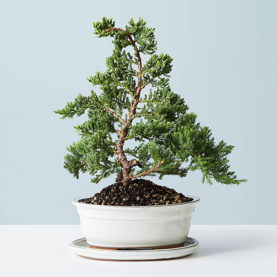 Juniper Bonsai