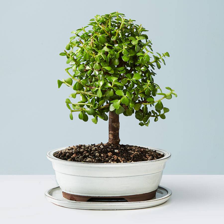 Jade Bonsai
