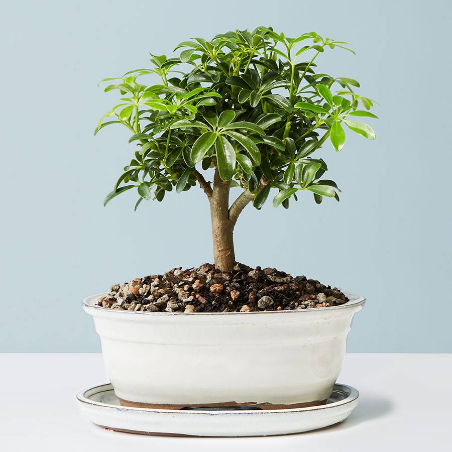Hawaiian Umbrella Tree Bonsai