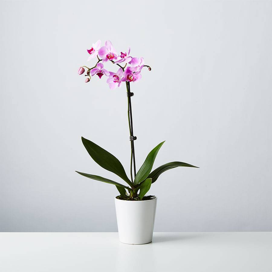 Large Phalaenopsis Orchid: Pink