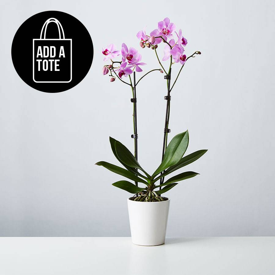 Large Phalaenopsis Orchid: Pink