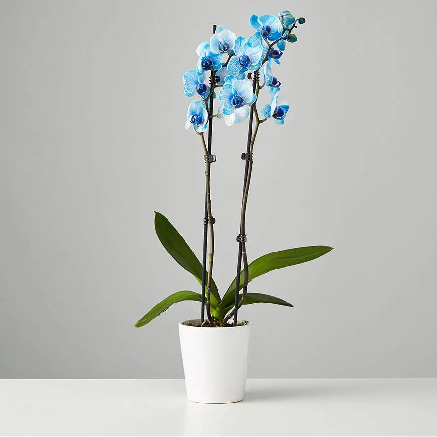 Large Phalaenopsis Orchid: Blue | Plants.com
