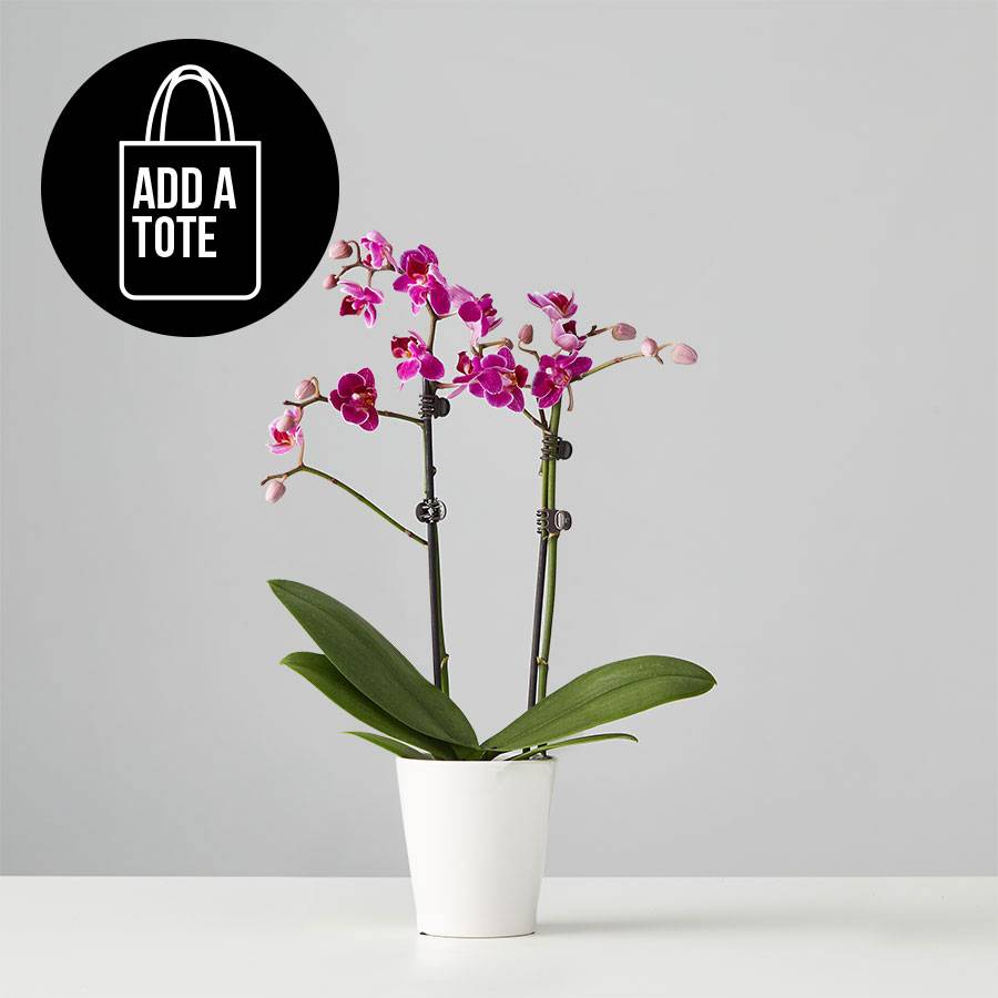Small Phalaenopsis Orchid: Purple