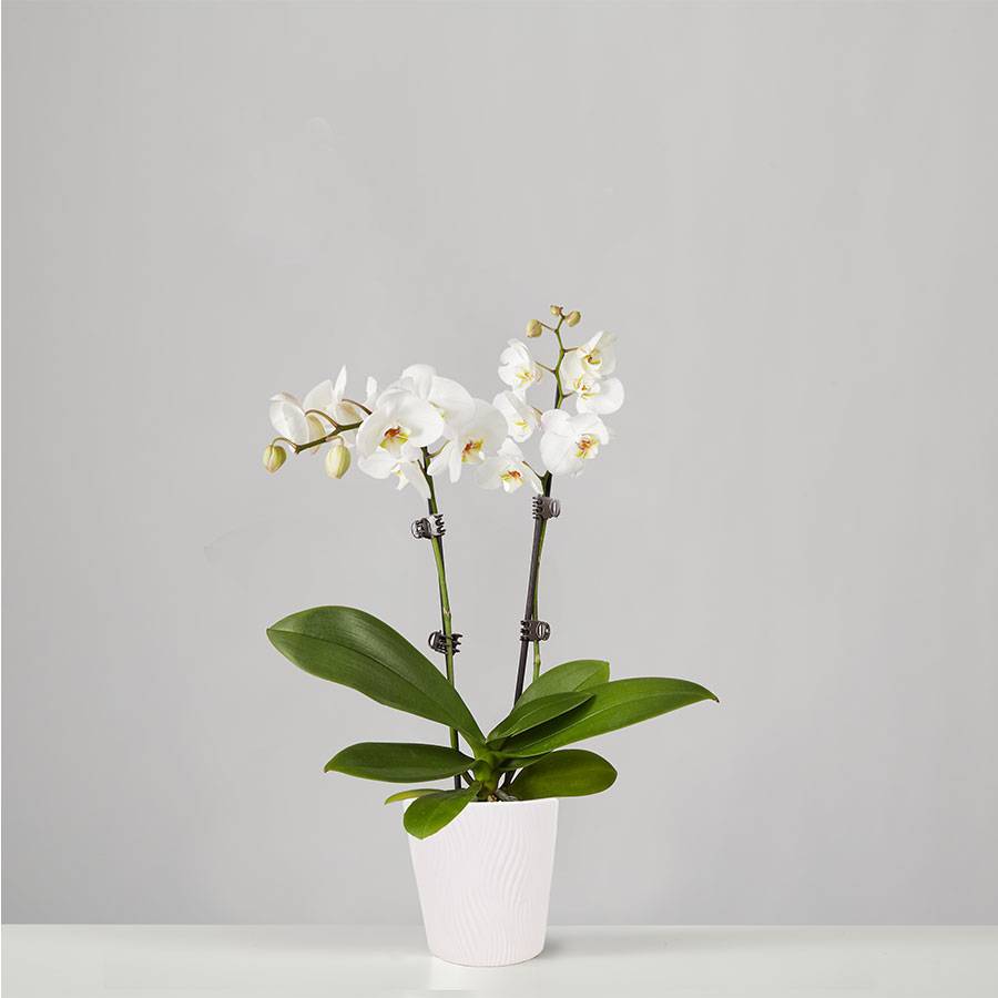 Small Phalaenopsis Orchid: White