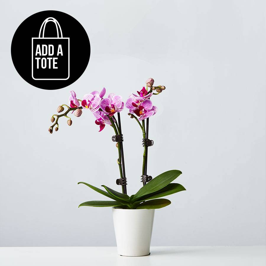 Small Phalaenopsis Orchid: Pink